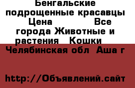 Бенгальские подрощенные красавцы. › Цена ­ 20 000 - Все города Животные и растения » Кошки   . Челябинская обл.,Аша г.